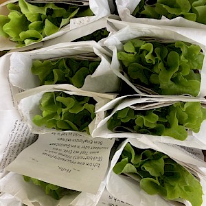 Obst- und Gartenbauverein schenkt den Kindern Eichblattsalatpflanzen